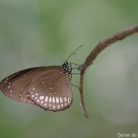 Euploea core Cramer, 1779